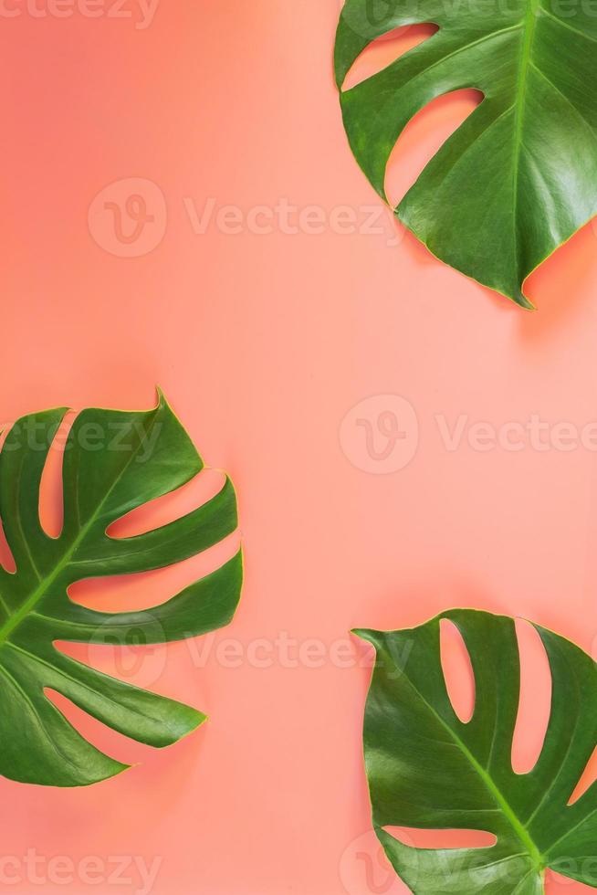 Monstera Blätter auf rosa Hintergrund foto