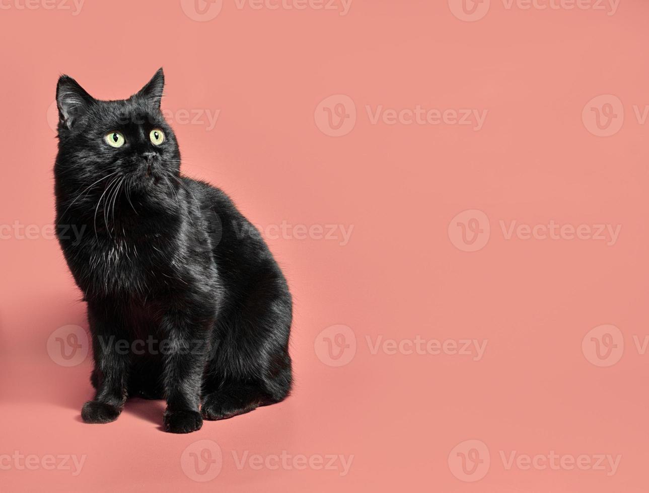 schwarze Katze auf einem orange Hintergrund foto