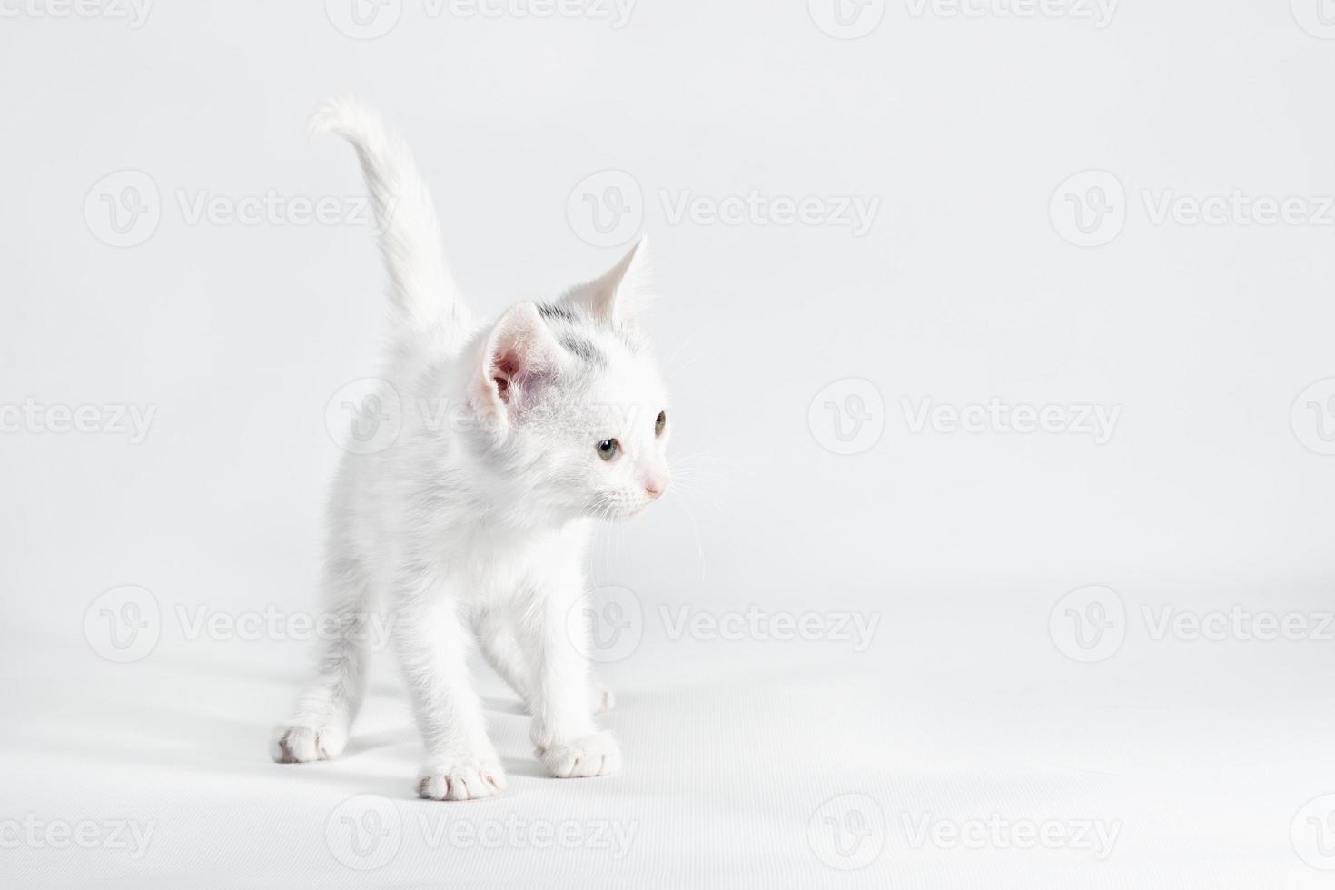 weißes Kätzchen auf einem weißen Hintergrund foto