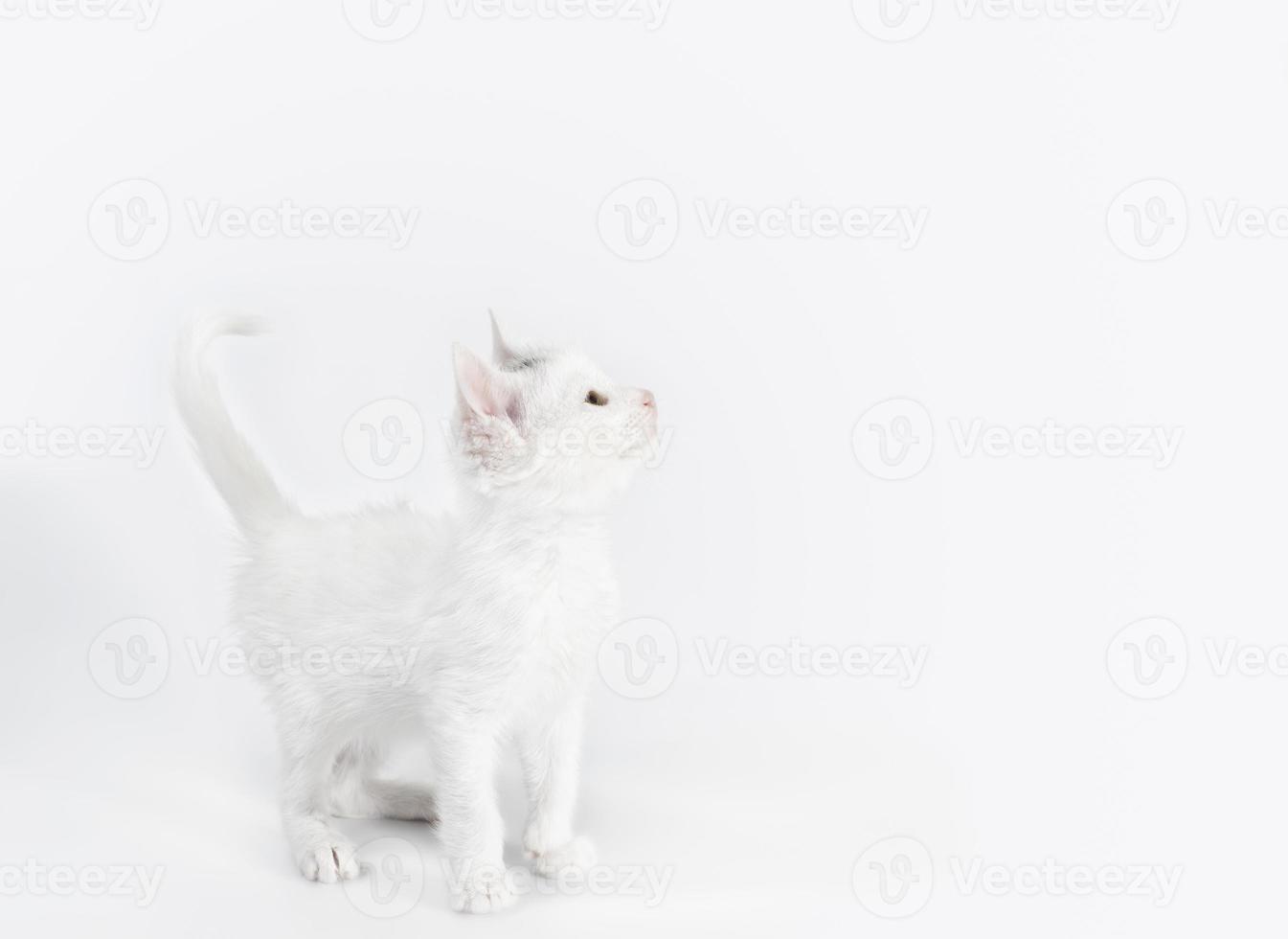 weißes Kätzchen schaut auf foto