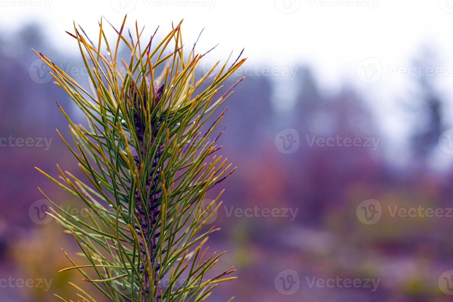 Zweig der immergrünen Nadelkiefer auf unscharfem Waldhintergrund mit Tautropfen foto