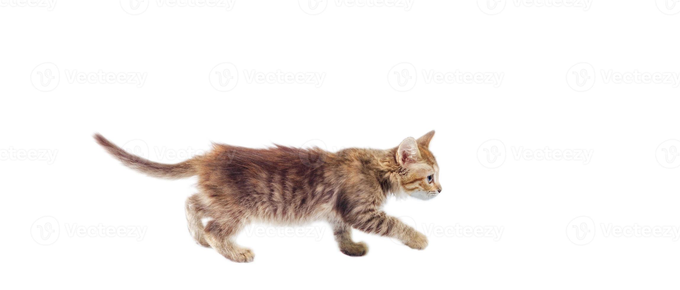 Tabby-Kätzchen, das auf einem weißen Hintergrund geht foto