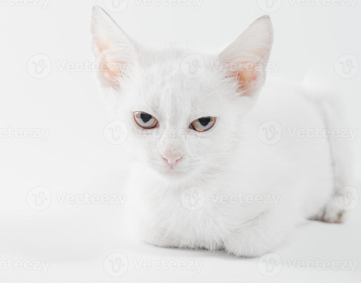 weißes Kätzchen, das sich hinlegt foto