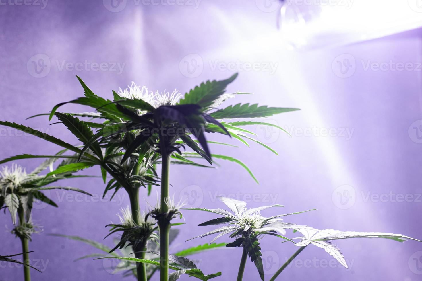 Anbau von Cannabis in Innenräumen unter künstlichen Lampen foto