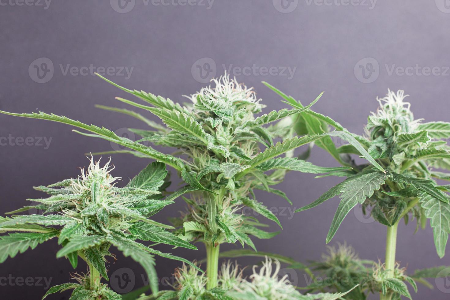 blühende Knospen des medizinischen Marihuanas auf einem grauen Hintergrund foto