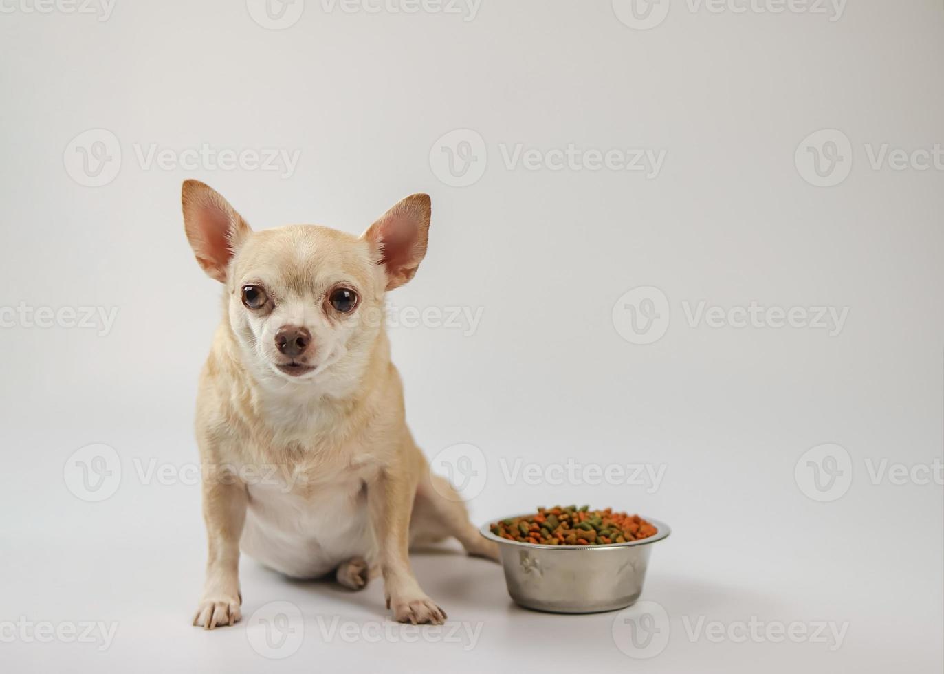 braun kurz Haar Chihuahua Hund Sitzung neben Hund Essen Schüssel auf Weiß Hintergrund, suchen beim Kamera, warten zum seine Mahlzeit. Haustiere Gesundheit oder Verhalten Konzept. foto