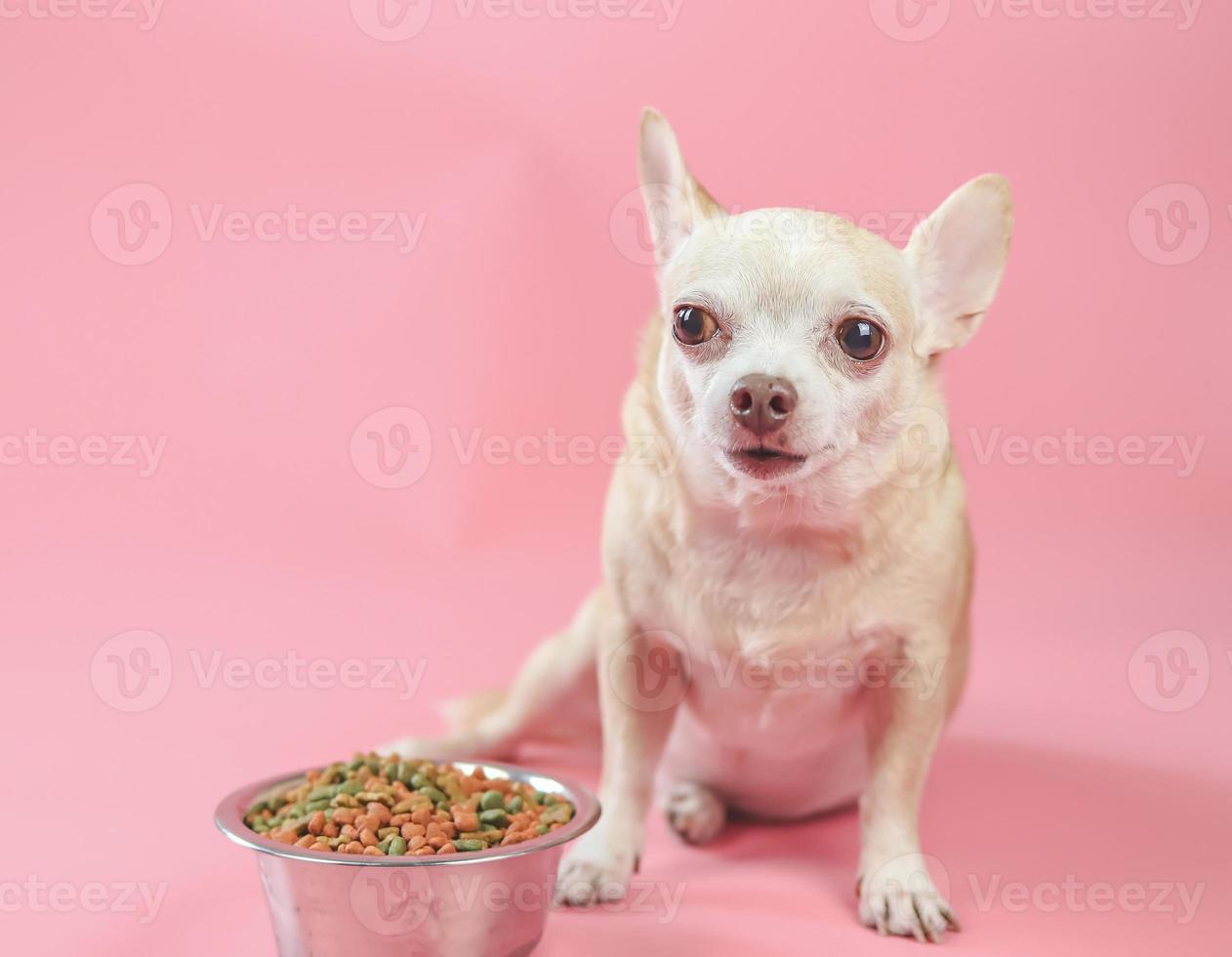 braun kurz Haar Chihuahua Hund Sitzung neben Hund Essen Schüssel auf Rosa Hintergrund, suchen beim Kamera, warten zum seine Mahlzeit. Haustiere Gesundheit oder Verhalten Konzept. foto