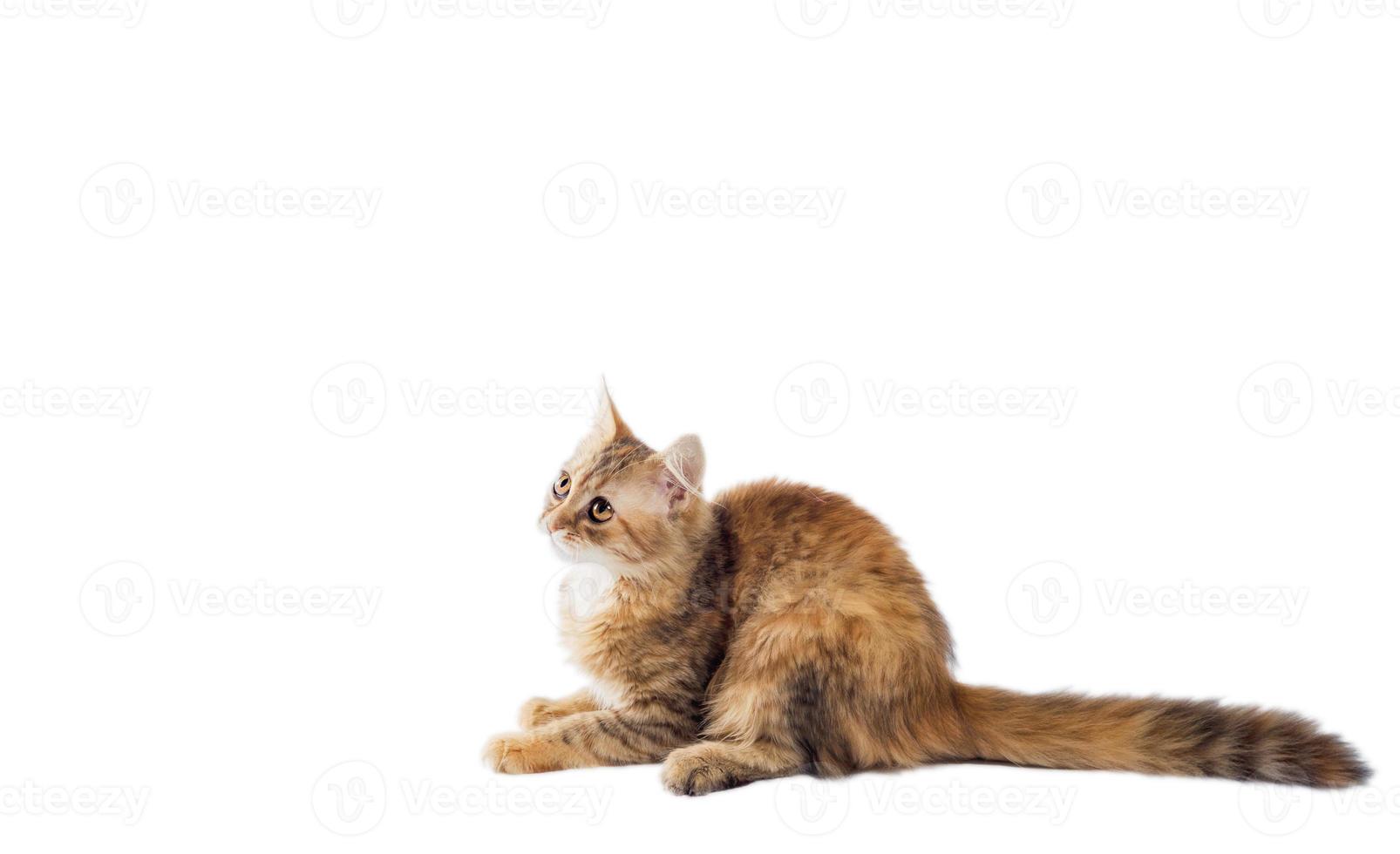 braune langhaarige Katze auf weißem Hintergrund foto