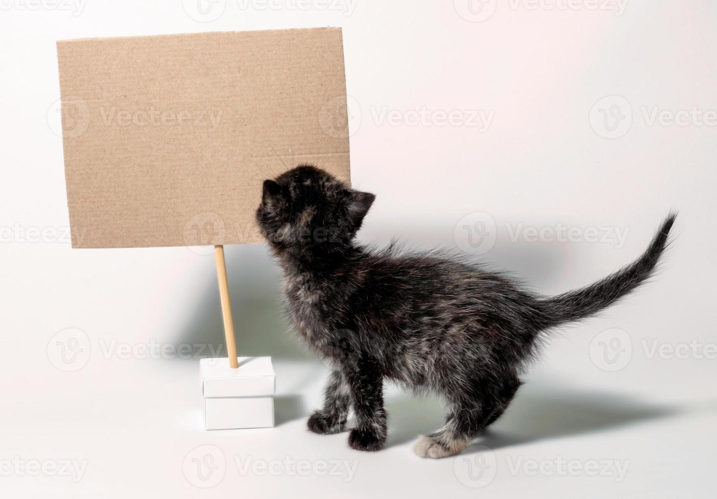 Kätzchen mit leerem Pappschild foto