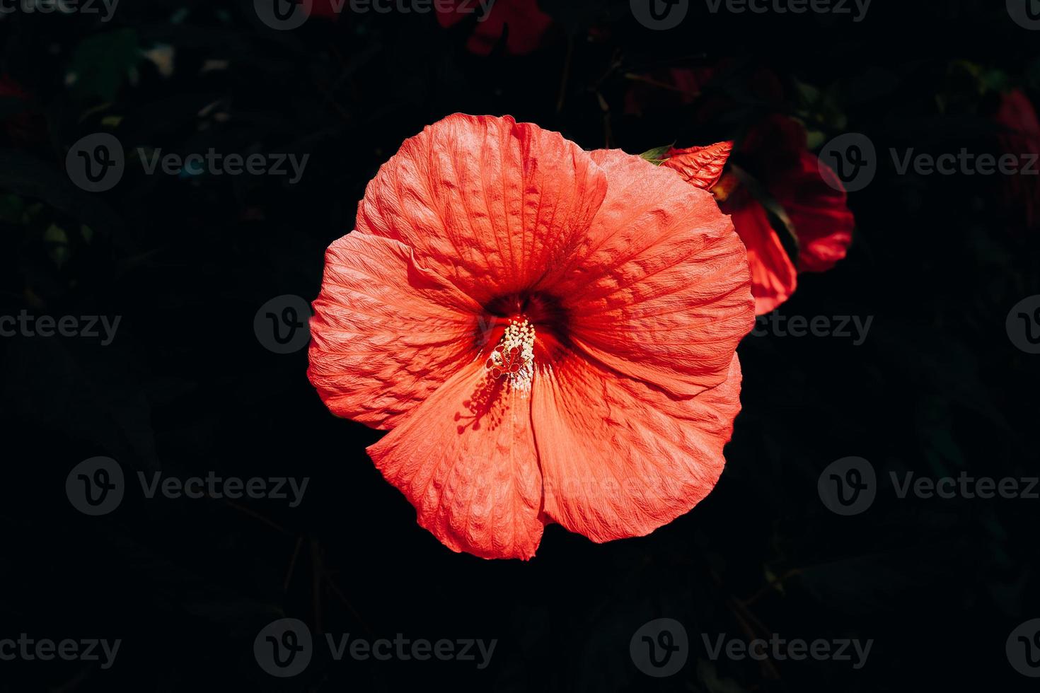 groß Rosa natürlich Hibiskus Blume auf Strauch auf Sommer- Tag foto