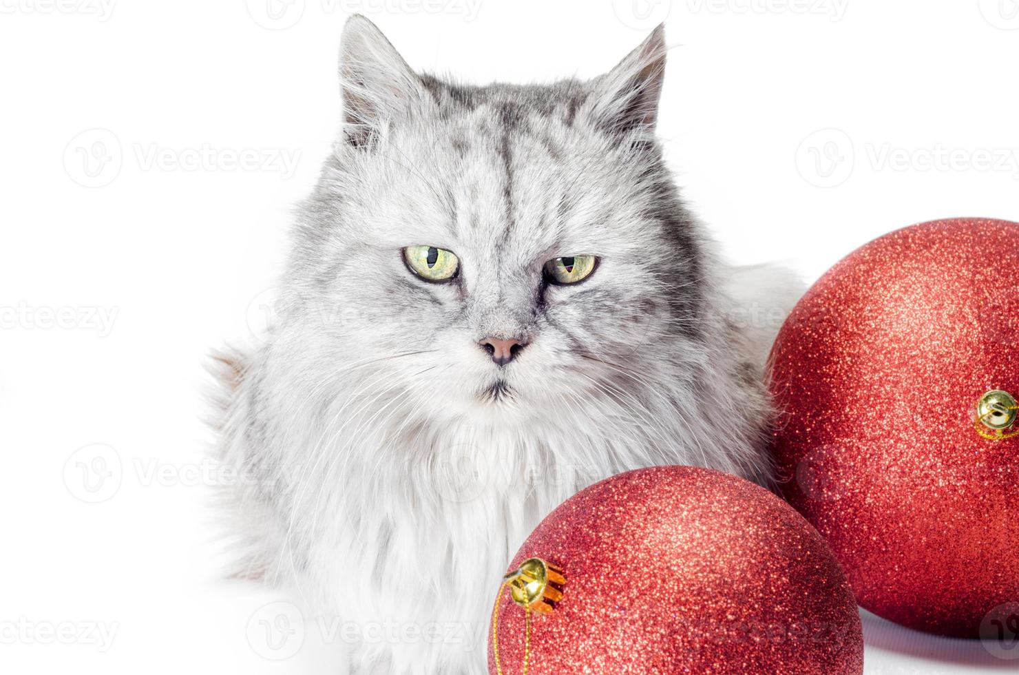 graue wütende Katze mit roten Kugeln foto