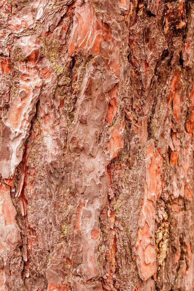 Textur von Rinde von ein Tanne Baum foto