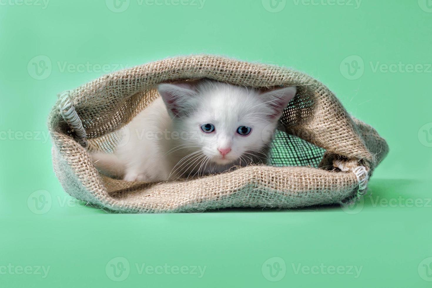 weißes Kätzchen in einer Tasche auf einem grünen Hintergrund foto