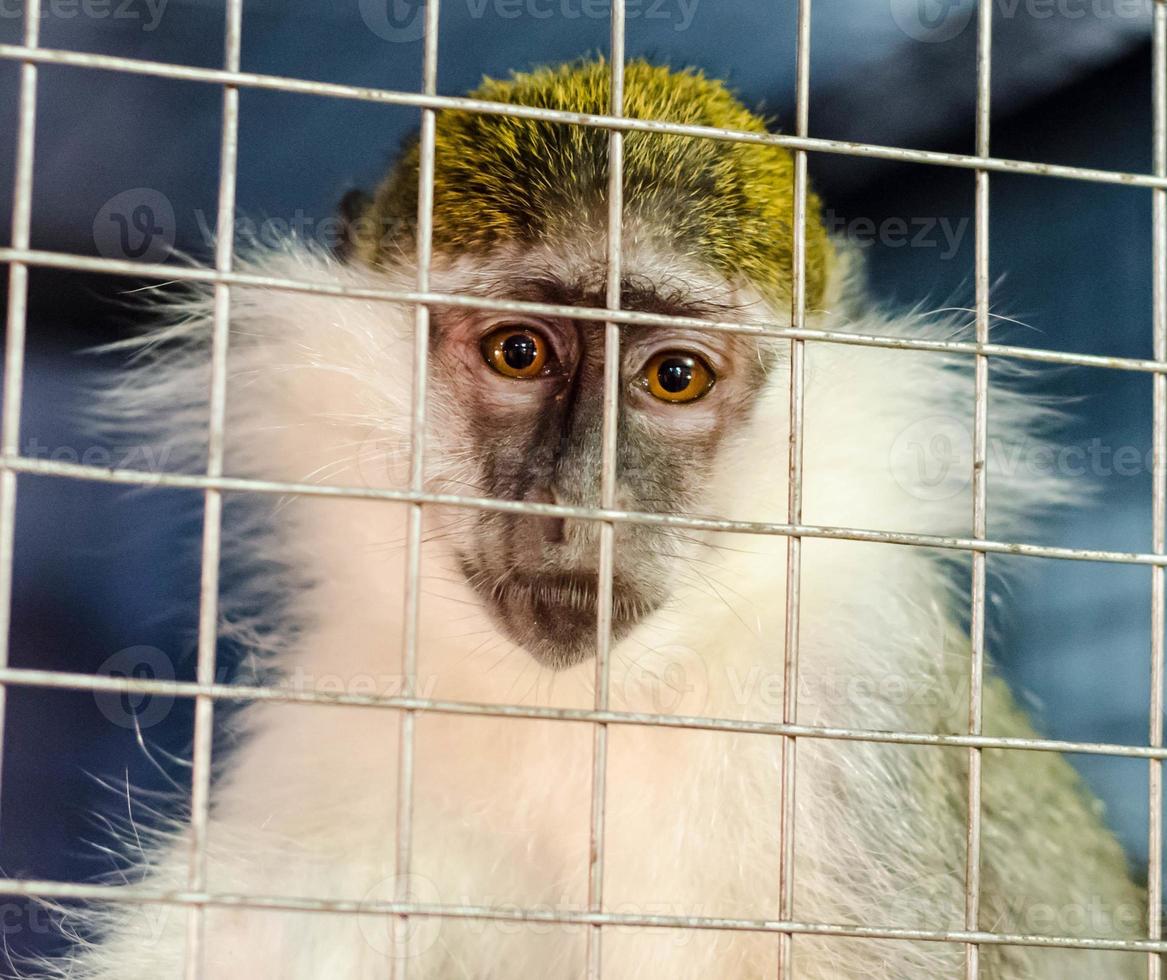 Affe in einem Käfig foto