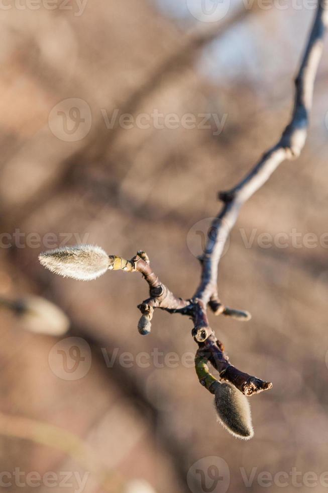 Knospen auf ein Weide Ast Nahansicht foto