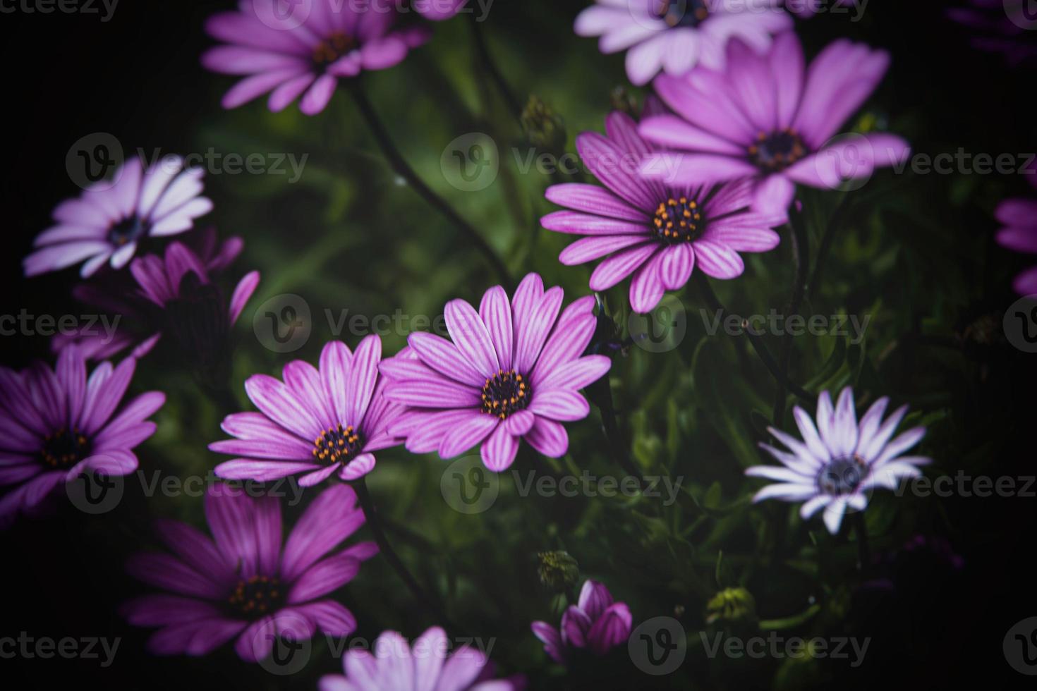 zart Blumen im das Sonne im das Garten auf ein warm Tag foto