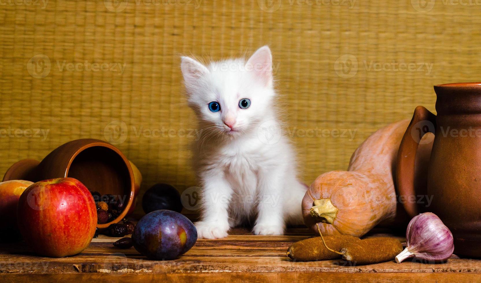 weiße Katze auf einem Tisch foto