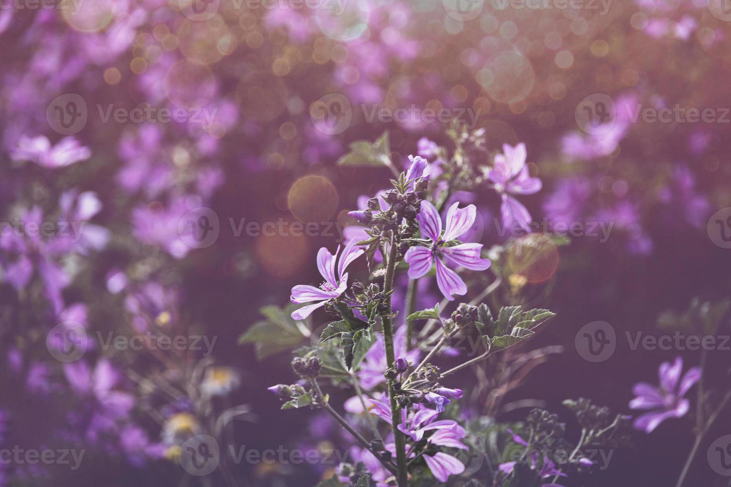 lila Frühling Blumen mit Bokeh im warm Sonne foto