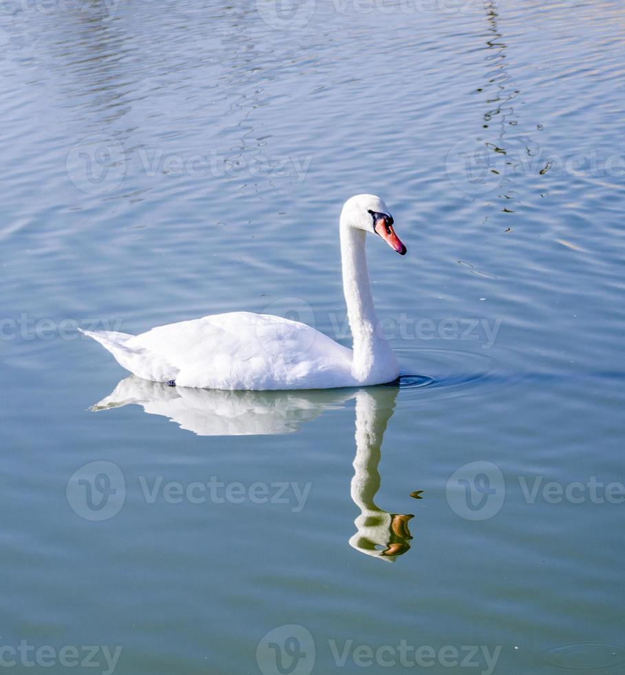 Schwanenreflexion im Wasser foto