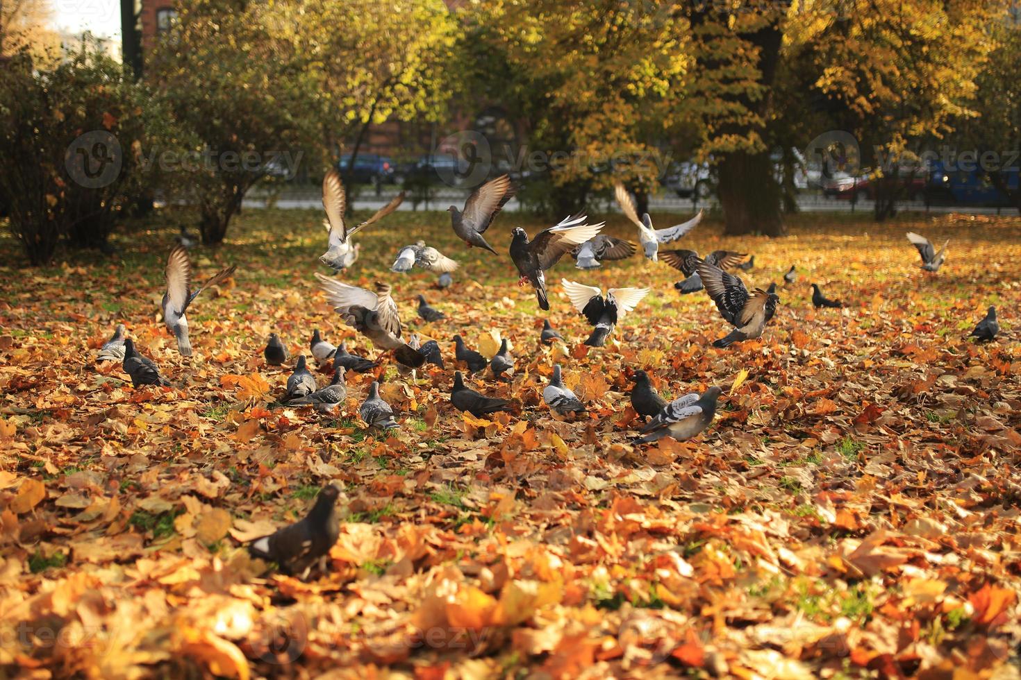 Im Herbst hebt sich im Park eine große Herde Tauben vom Boden in die Luft. fliegende wilde Tauben, Frühlingslandschaft foto