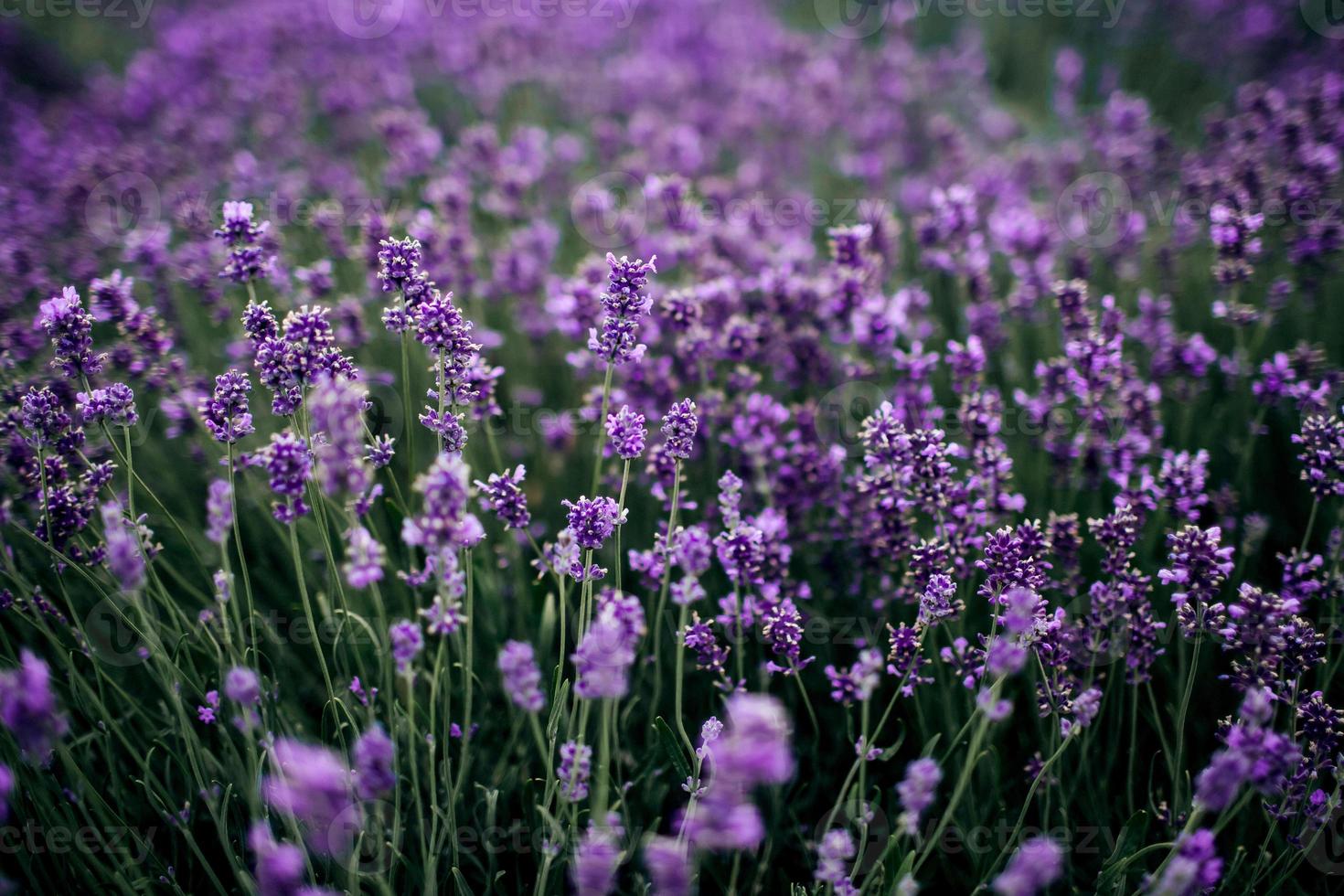 Lavendelfeld im Sonnenlicht, Provence, Plateau de Valensole. schönes Bild eines Lavendelfeldes. Lavendelblumenfeld, Bild für natürlichen Hintergrund. sehr schöne Aussicht auf die Lavendelfelder. foto