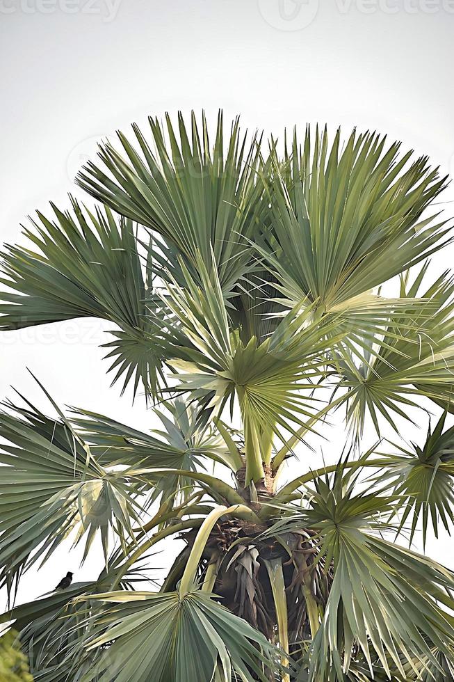 Palmyra Palmen Baum schließen oben foto