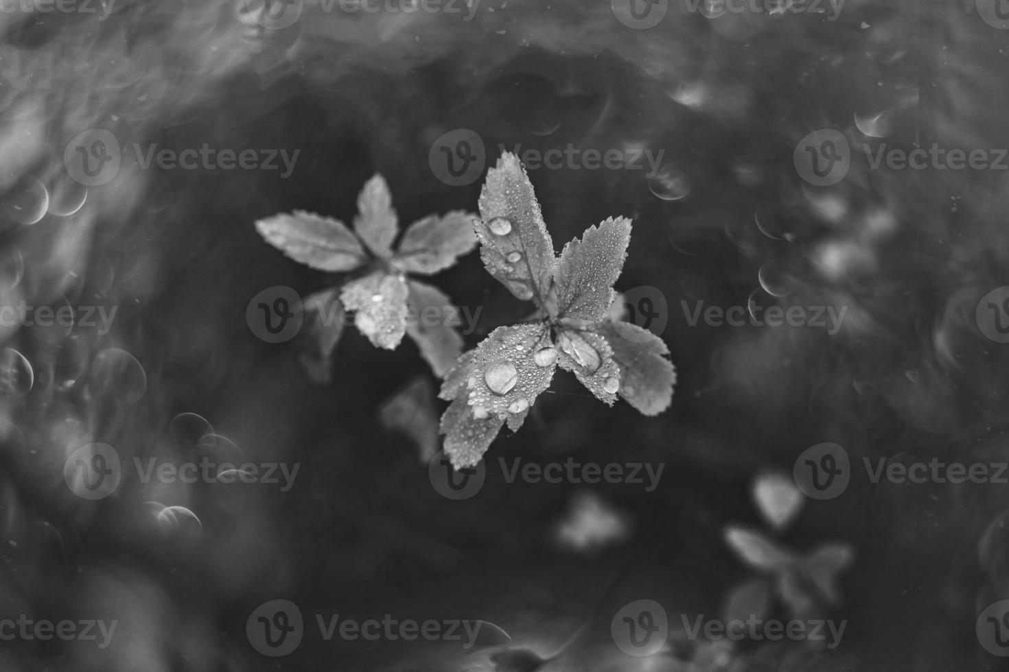 braun Herbst Blätter mit klein Wasser Tropfen mit Bokeh foto