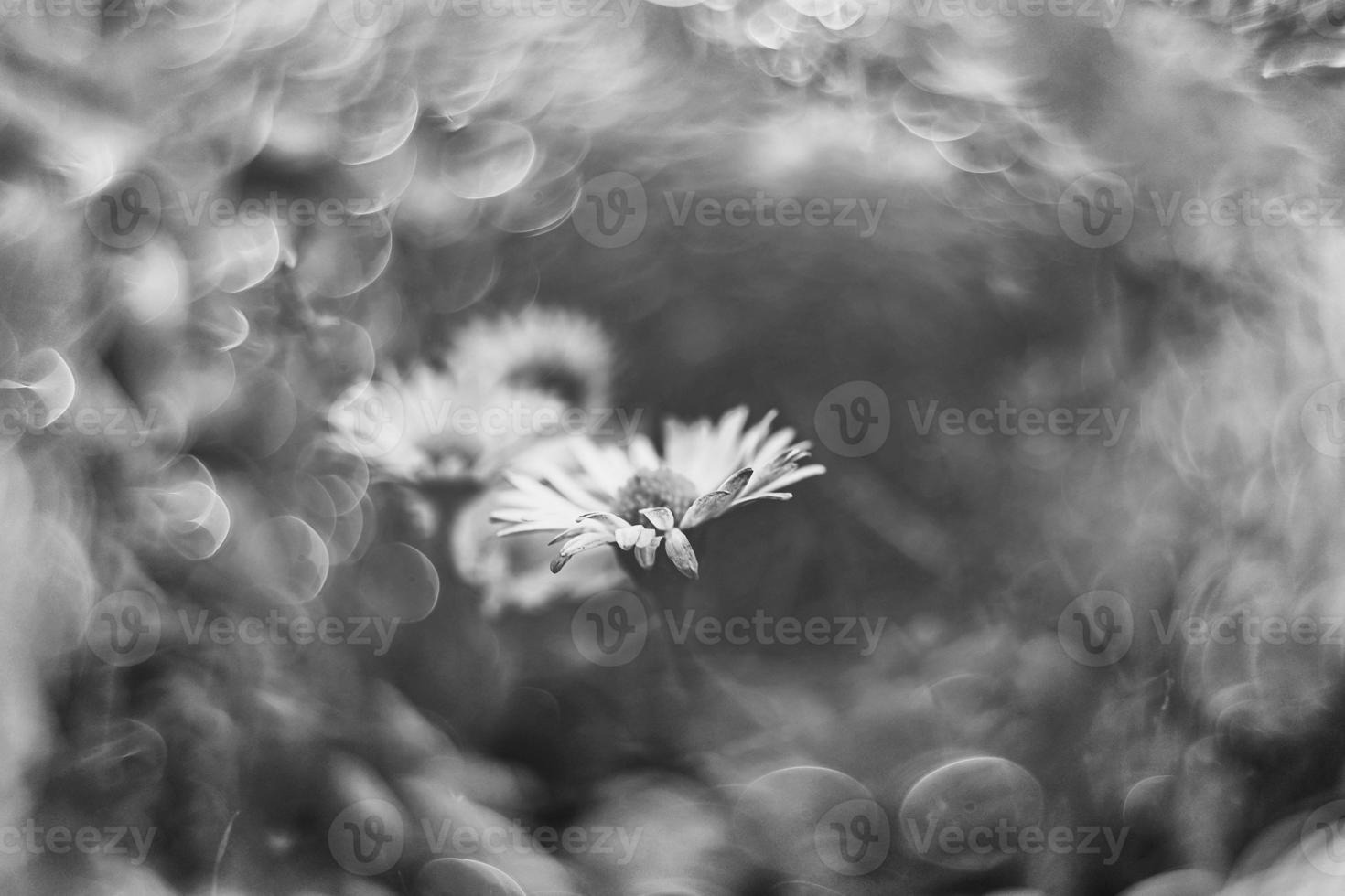 wenig Weiß Gänseblümchen auf das Rasen im Nahansicht mit Bokeh im das Sonne foto