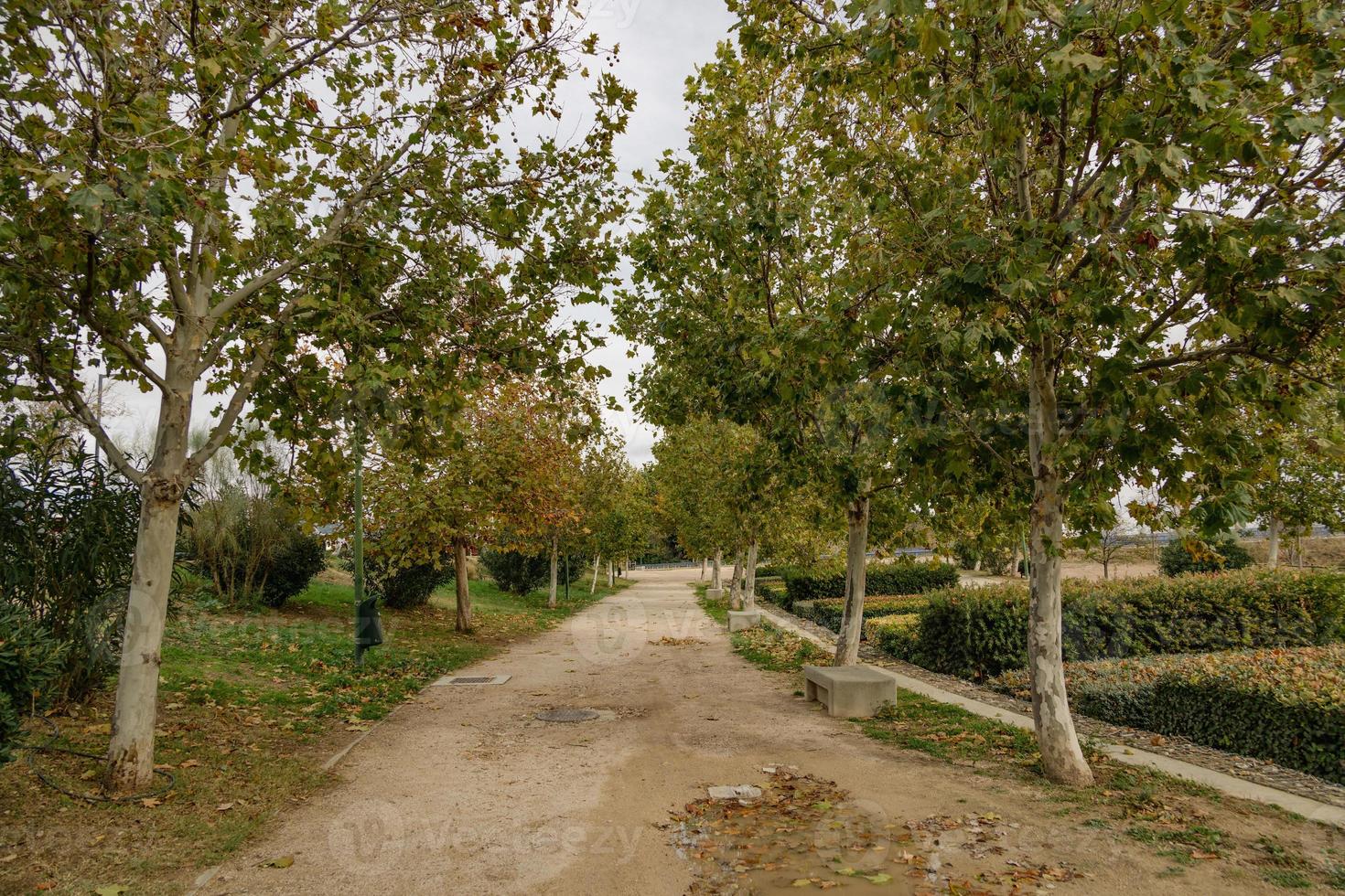 Herbst Gasse mit Bäume im ein Park im Saragossa Spanien foto