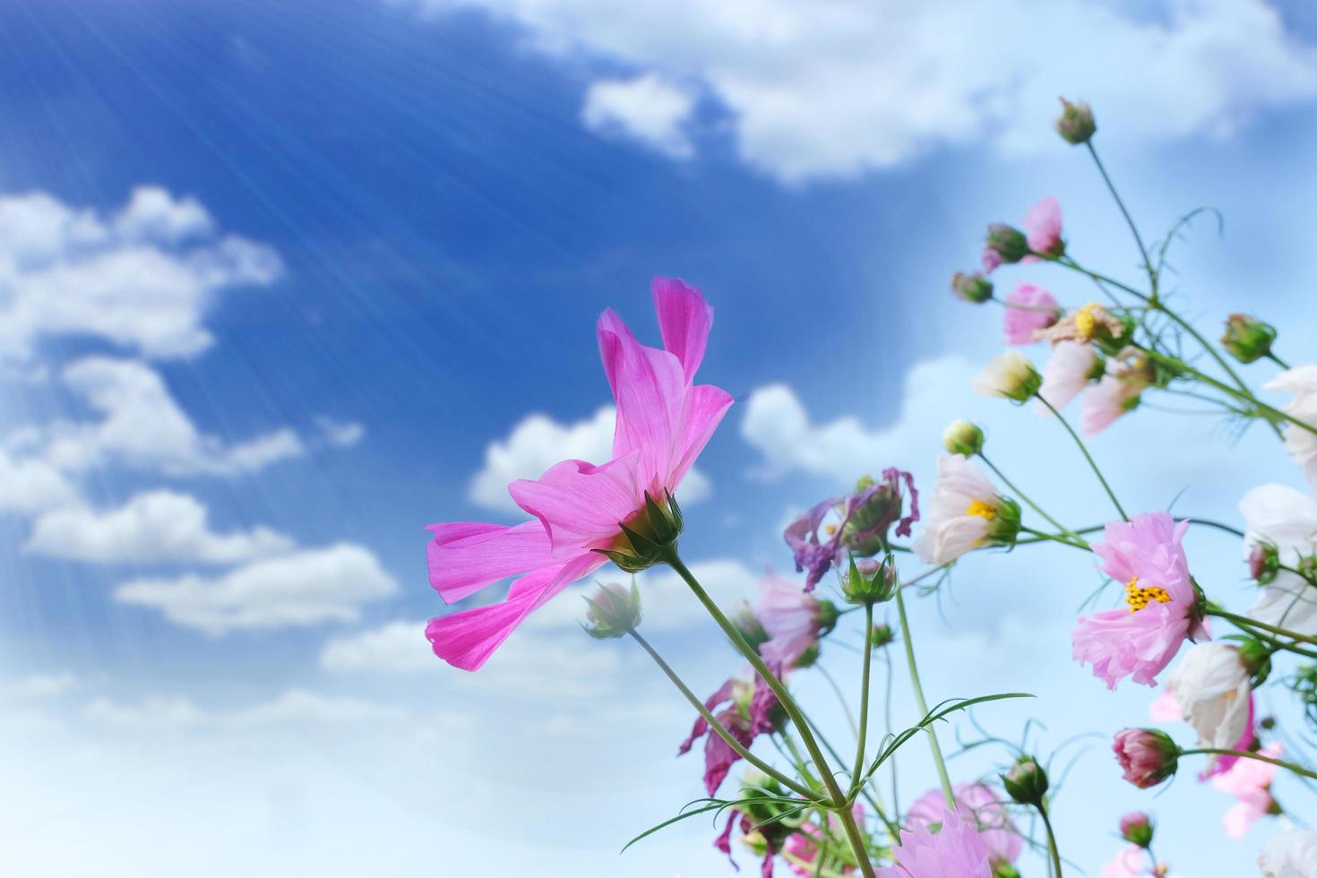 Kosmos Blumen Feld mit Blau Himmel aus Tür. foto