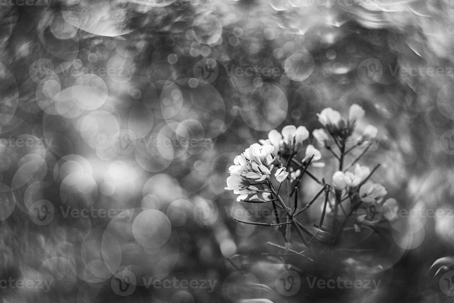 wenig zart Herbst Blumen im das Garten auf ein Hintergrund mit Bokeh foto