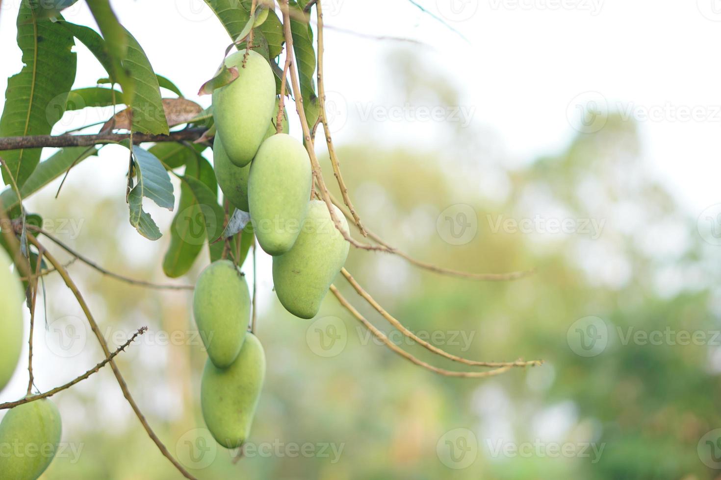 Mangos auf das Baum im das Garten foto