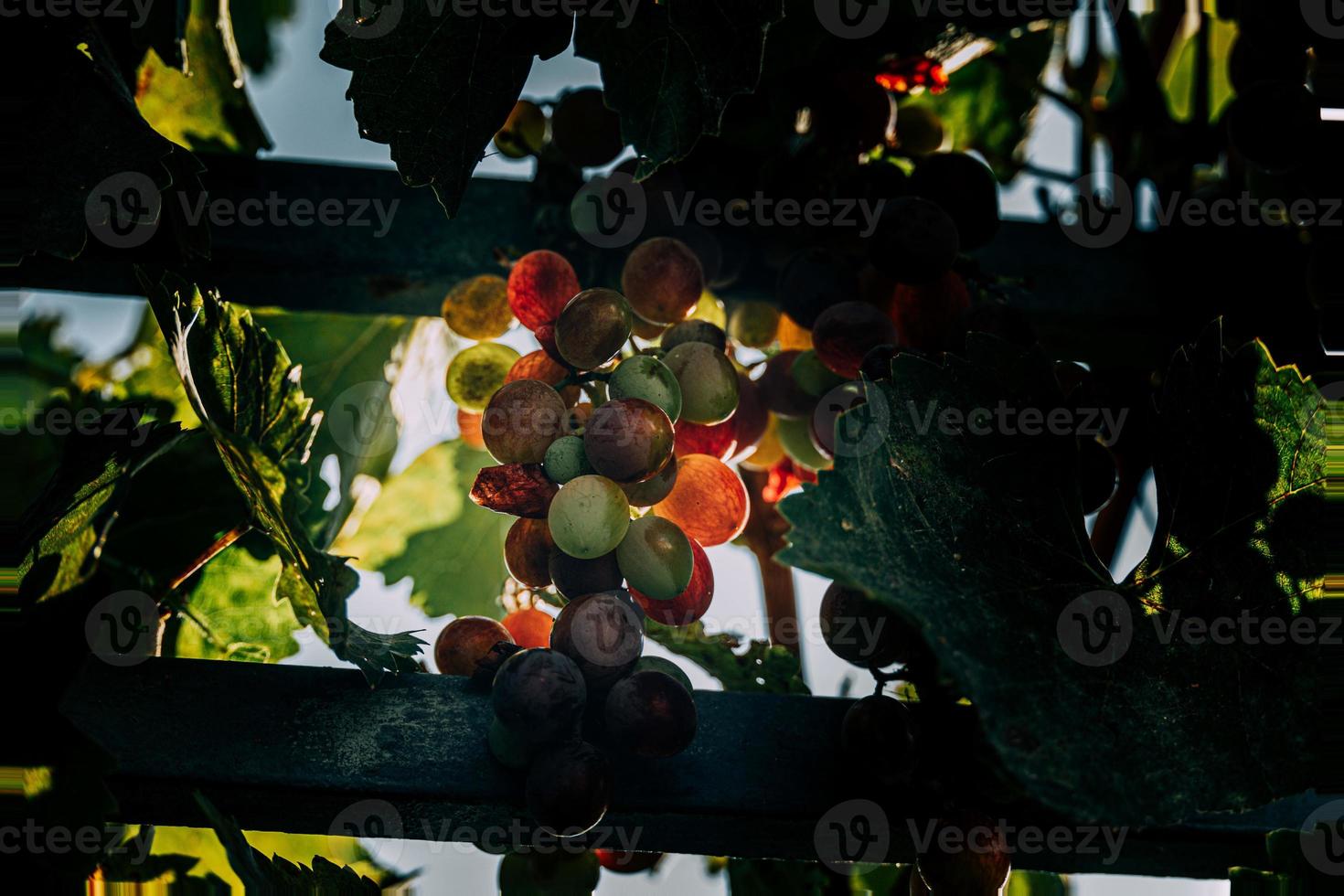 Schatten von ein Reifung Traube im das Garten im das warm Sommer- Sonne Nahansicht foto