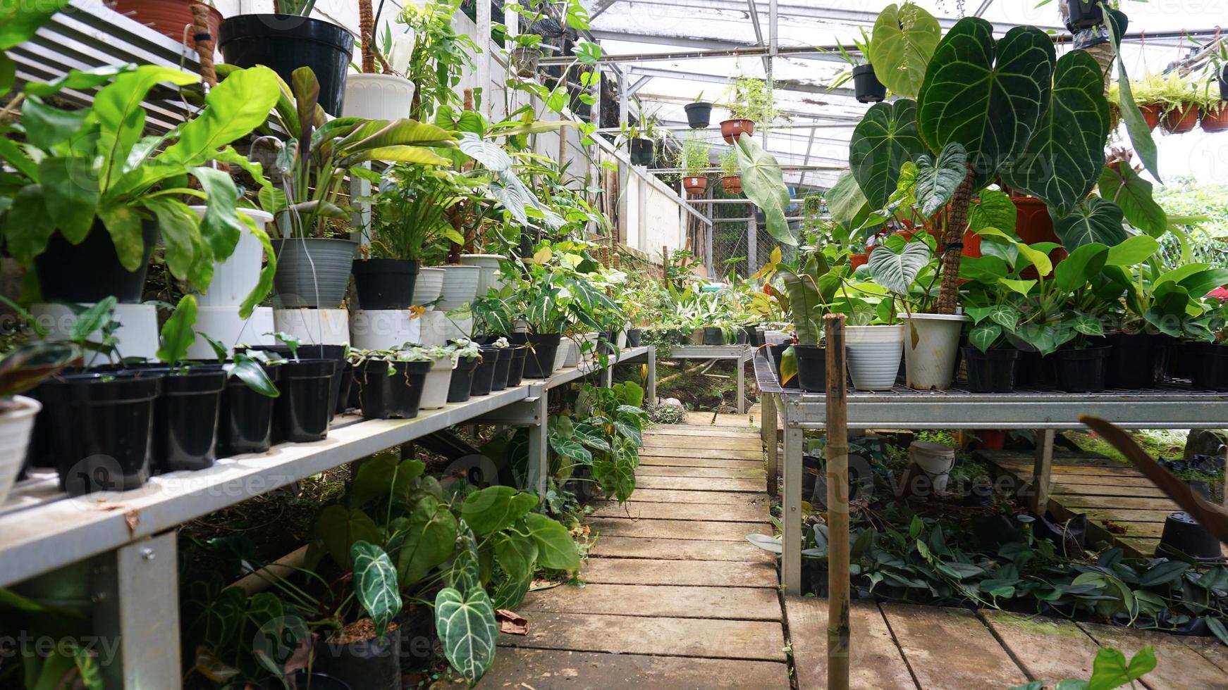 verschiedene eingetopft Pflanzen vereinbart worden im Gewächshaus. Pflanze Liebhaber Konzept foto