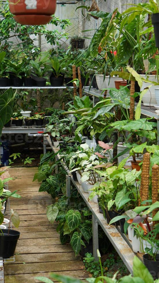 verschiedene eingetopft Pflanzen vereinbart worden im Gewächshaus. Pflanze Liebhaber Konzept foto