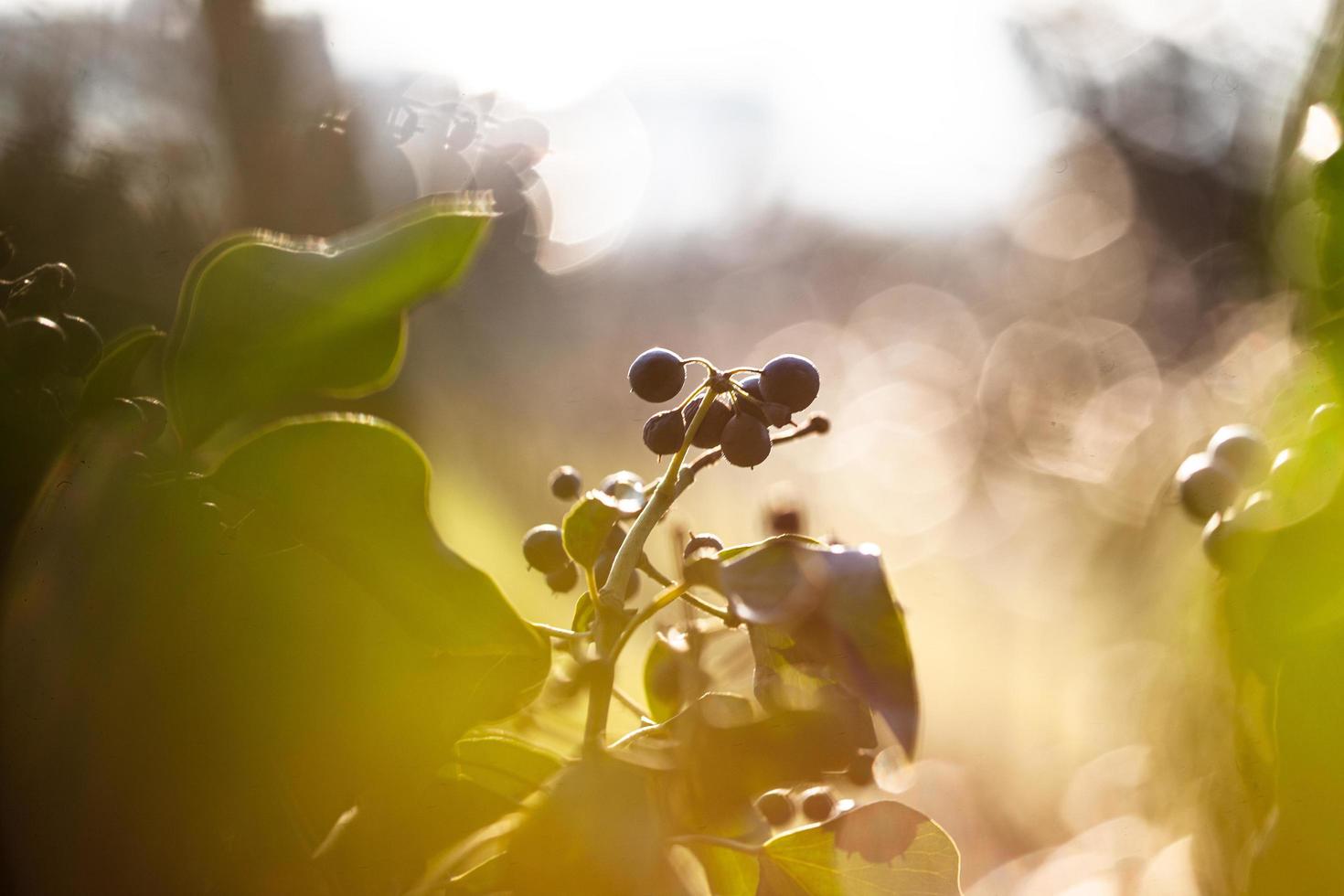 das Erwachen der Natur im Frühling. foto