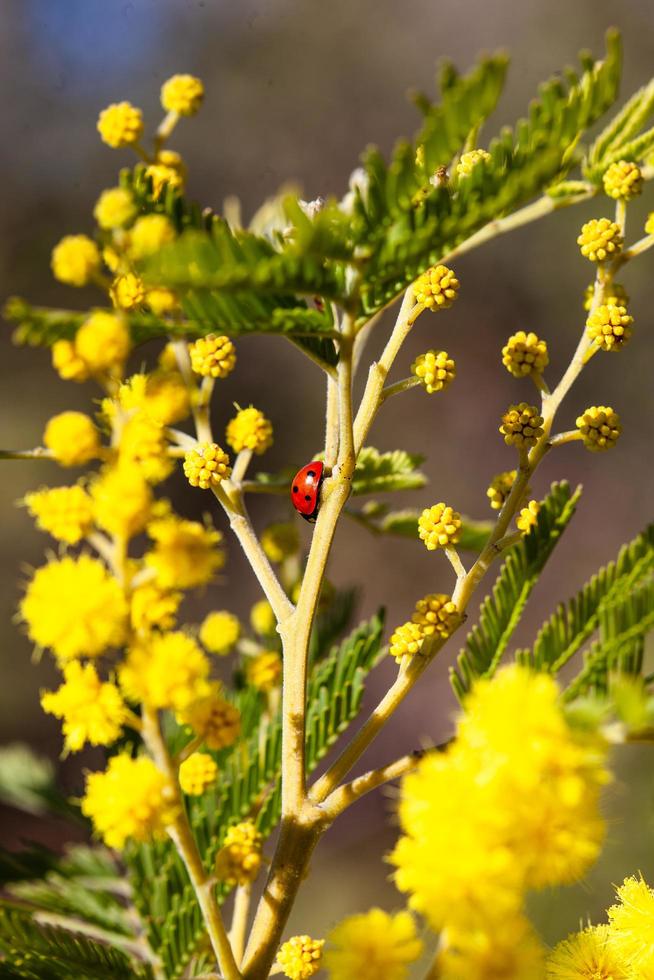 Mimosenbaum in einem Feld foto