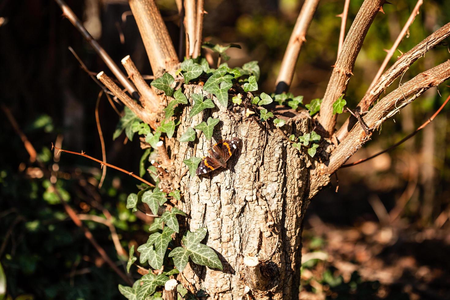 Schmetterling auf einem Baumstamm foto