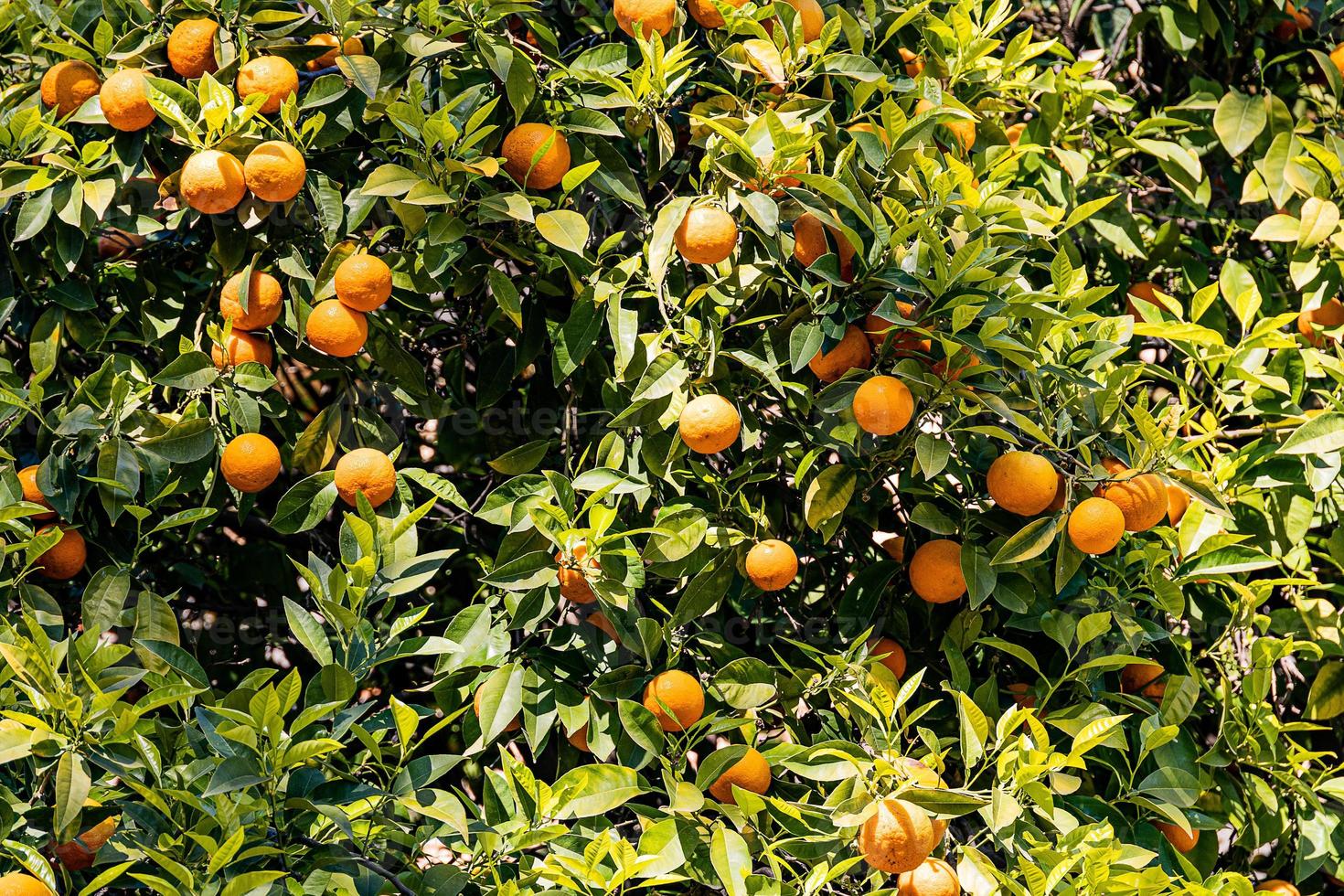 manaryn Baum mit Orange Früchte gegen das Hintergrund von Kraut Blätter foto