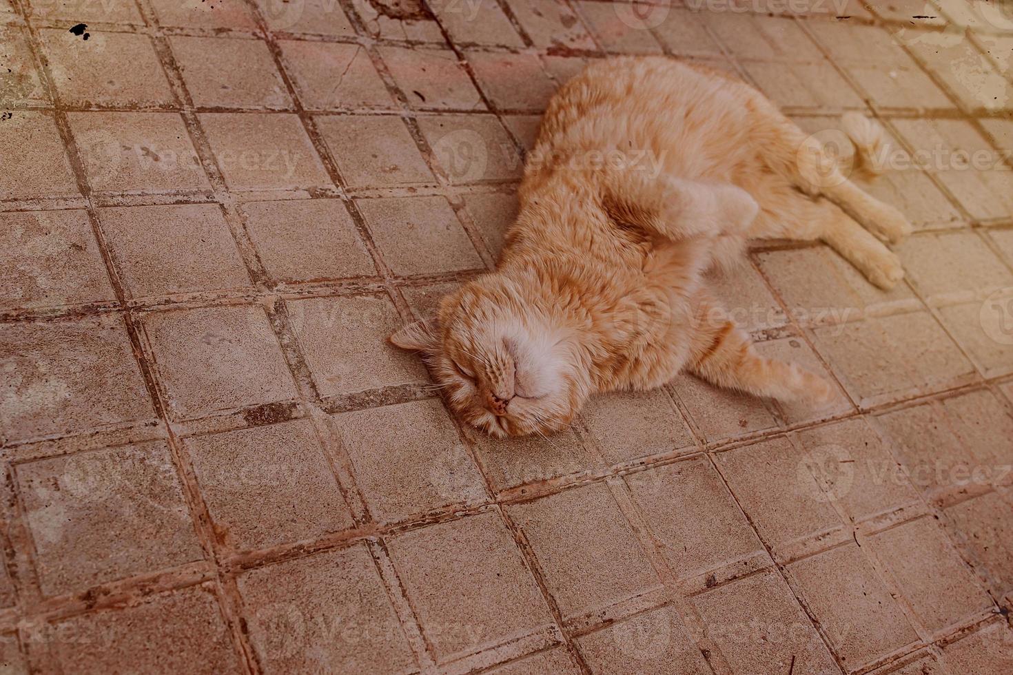 Ingwer Katze faulenzen auf das Beton Pflaster auf ein warm Nachmittag foto