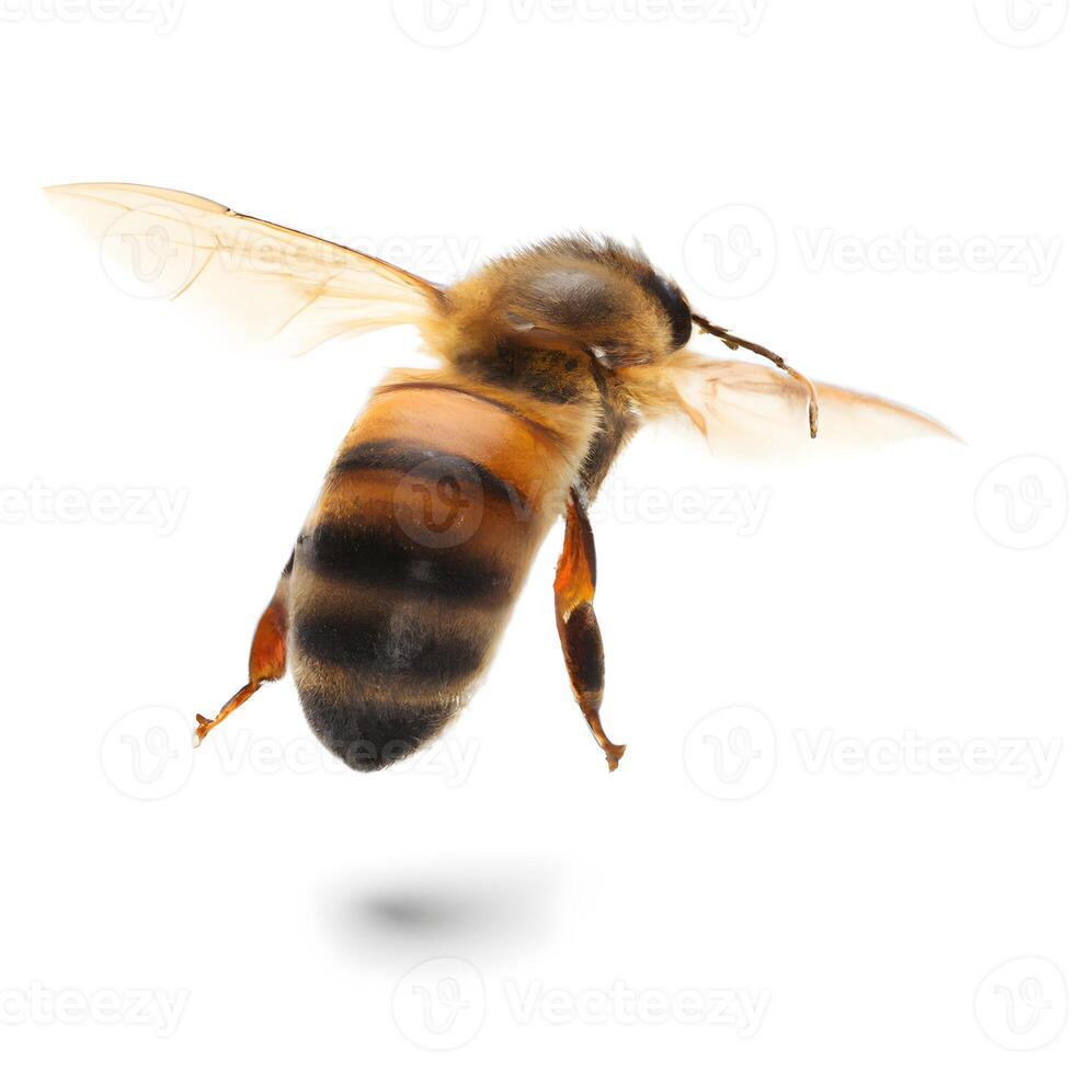 schließen oben von Biene fliegend auf Weiß Hintergrund. generativ ai. foto