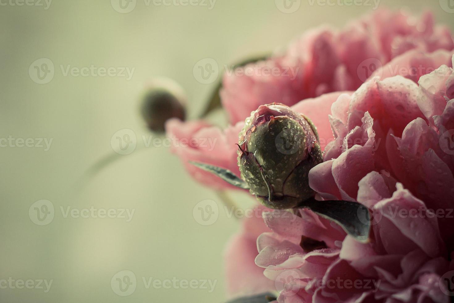 zarte rosa Pfingstrose und Knospe foto