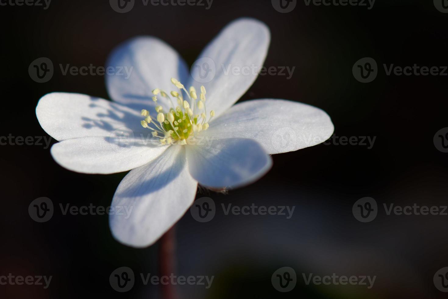 weiße Blume auf einem schwarzen Hintergrund foto