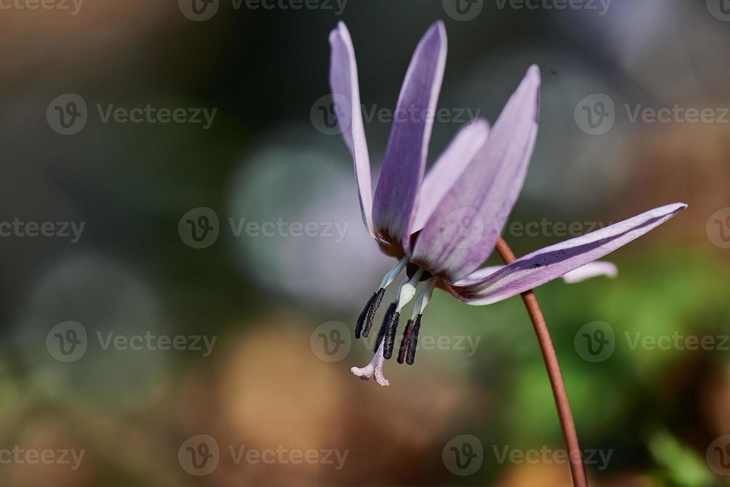 Nahaufnahme einer lila Blume foto