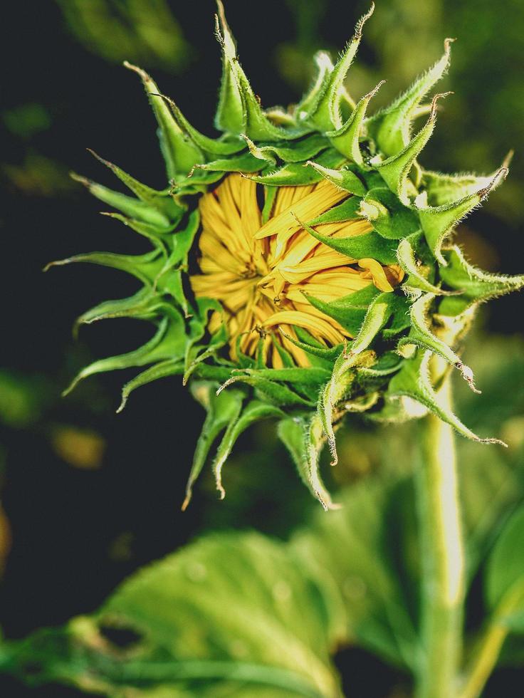 Sonnenblumenknospe Nahaufnahme foto