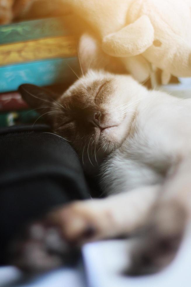 Siamese Katze entspannen und Schlafen auf das Tabelle in der Nähe von Fenster mit Sonnenlicht. foto