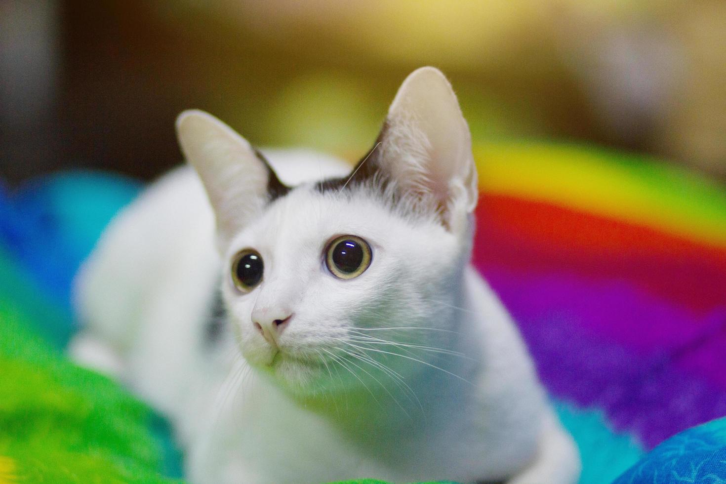 Kätzchen Weiß Katze Sitzung und genießen auf bunt Kissen foto