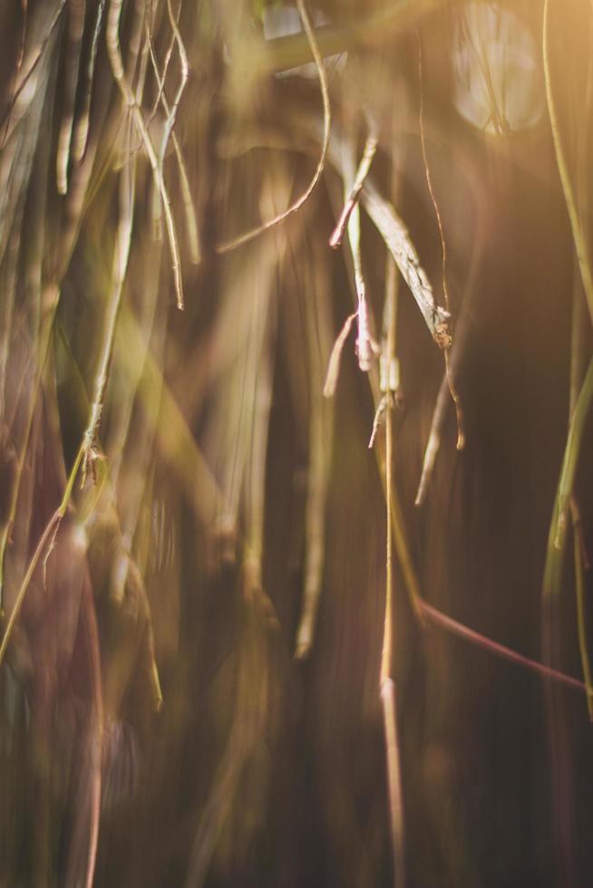 wenig Gras Blumen von trocken Feld im Wald Wiese und wild Gräser mit natürlich Licht von Sonnenuntergang foto