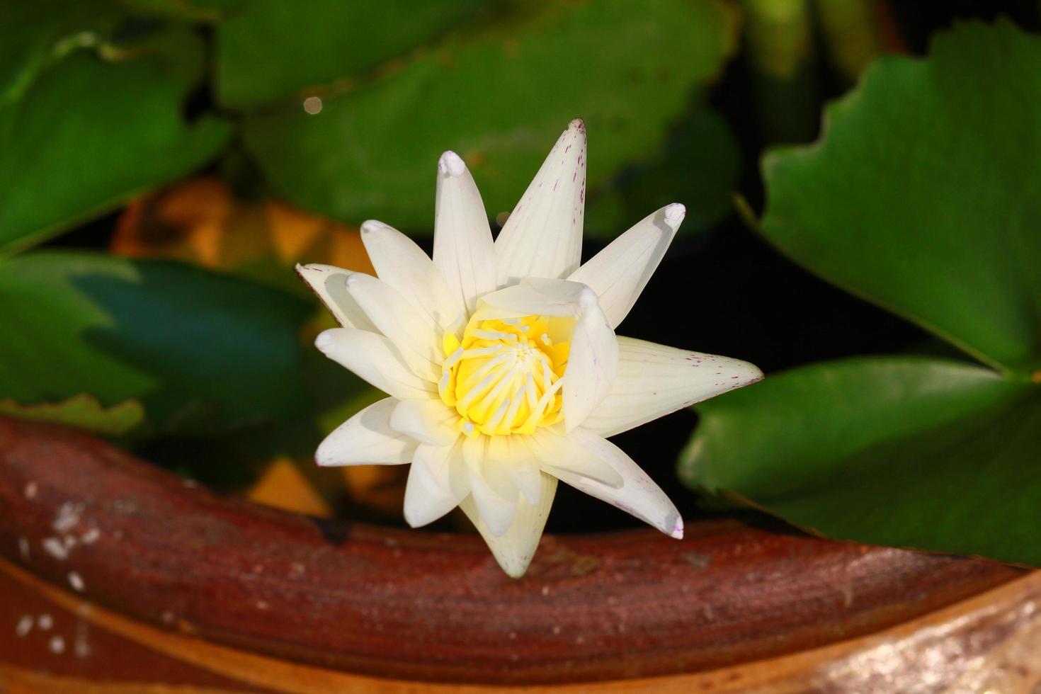 Weiß Lotus blühen oder Wasser Lilie Blume Blühen im Teich. foto