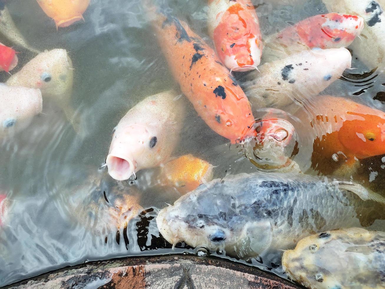 Koi-Fische im Teich foto